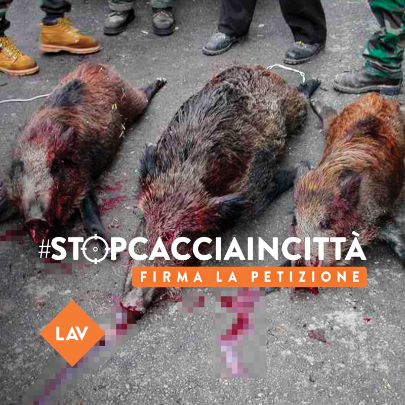 LAV_Italia's tweet photo. ‼ LA GUERRA AGLI ANIMALI STA ARRIVANDO IN CITTÀ ‼ 

Con la Legge di Bilancio, la #CacciaSelvaggia diventa un'emergenza per tutti. Adesso i cacciatori possono:

👉Sparare anche in città e nei parchi
👉Cacciare tutto l'anno
👉Uccidere qualsiasi specie selvatica, anche protetta