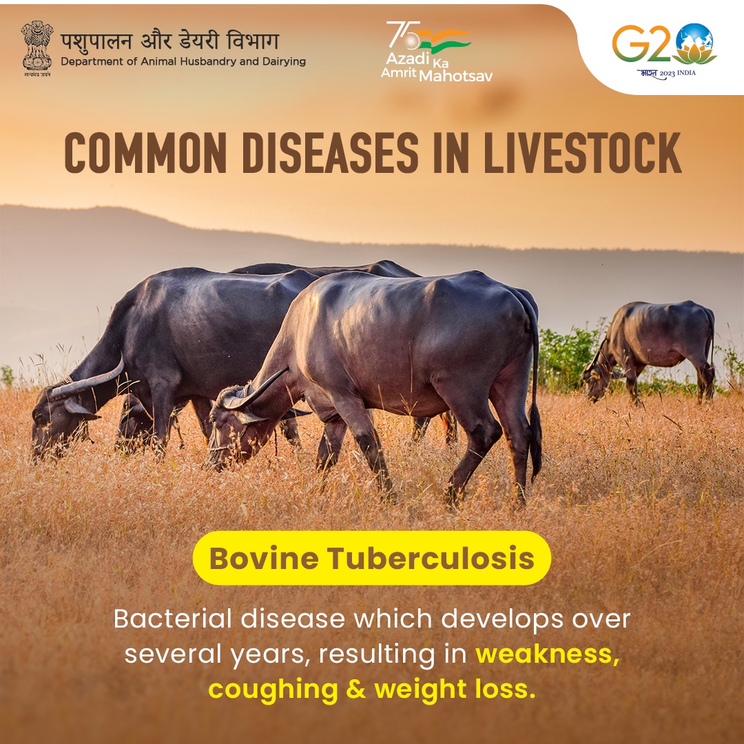 🐃🦠 Bovine TB is transmissible to humans! Therefore, #farmers must carry out regular testing to prevent a #zoonotic outbreak.

#AnimalHealth #AnimalWealth #AnimalDiseases #OneHealth