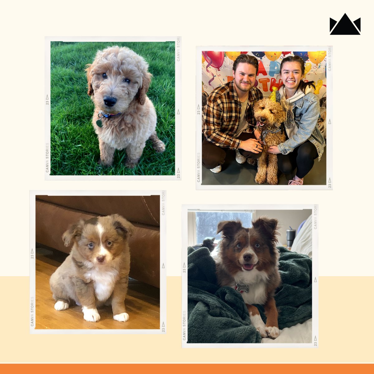 We are celebrating two 3C pup birthdays! 🥳

Happy birthday to Copper and Stella who turn two this week! 🎉🍾

#officedogs #happybarkday