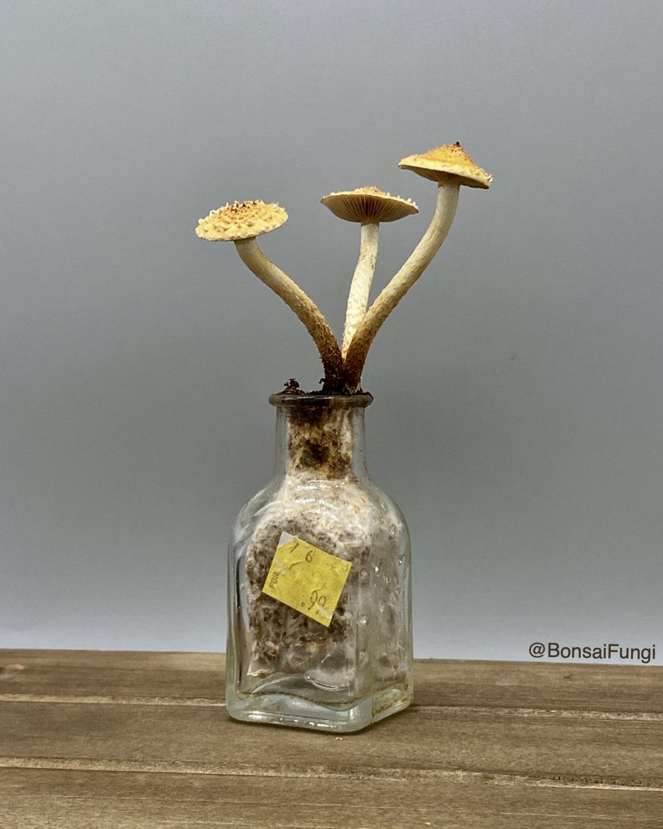 These are Chestnut mushrooms (Pholiota adiposa) 

#MorePhotosOnInstagram

#mushroomart #mushroombonsai #bonsaifungi #99cents #Chestnutmushrooms #Chestnutmushroom #Pholiotaadiposa #mushroomcultivation #mycology #mycologyart #mycoart #fungi #fungiphotography