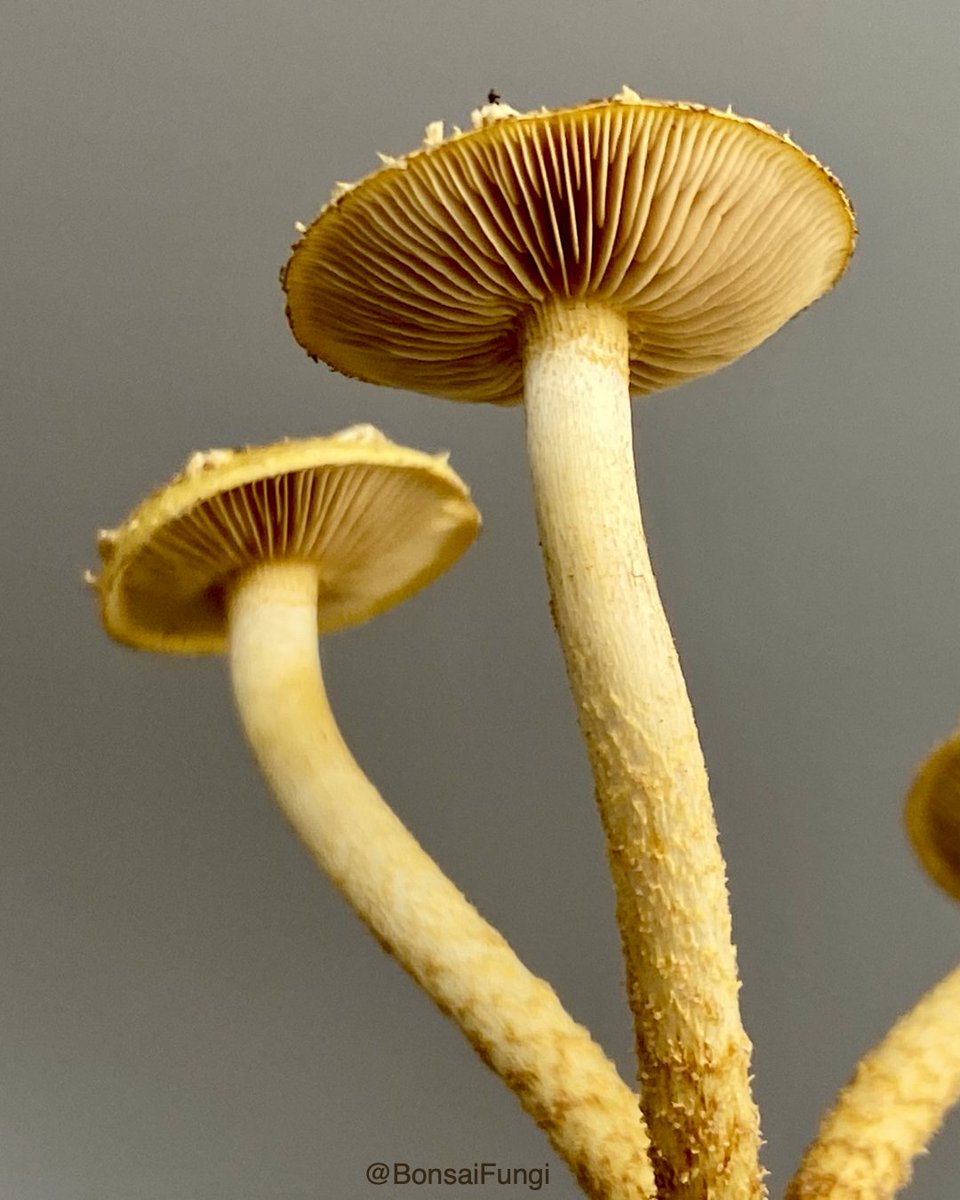 Another photo of the Chestnut mushrooms (Pholiota adiposa) 

#mushroomart #mushroombonsai #bonsaifungi #Chestnutmushrooms #Chestnutmushroom #Pholiotaadiposa #mushroomcultivation #mycology #mycologyart #mycoart #fungi #fungiphotography #mushroomgills
