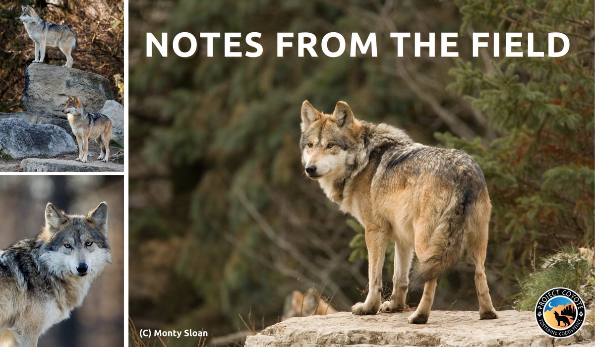 Our latest ~Notes From The Field~ blog details the story of Mexican gray wolf recovery and the threats to their future 🌎🐾

🔗 tinyurl.com/2s3pyb6p

#MexicanGrayWolves #Lobos #WorthMoreAlive #ProtectAmericasWolves 

📷 Monty Sloan Photography
