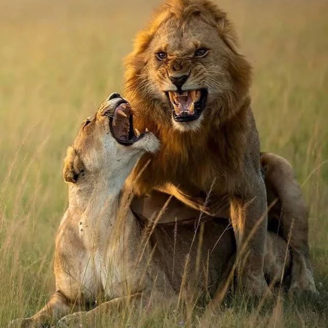 Love endures😂💞

Please help us caption this???

🦁❣️🦁 

📍 #ishasha, #QueenElizabethNP

#ExploreUganda #PearlofAfrica #lioness #Lions🦁 #bigcats #bigcatsofafrica #Ugandasafari #wildlife #nature #visituganda #travel #matinglions