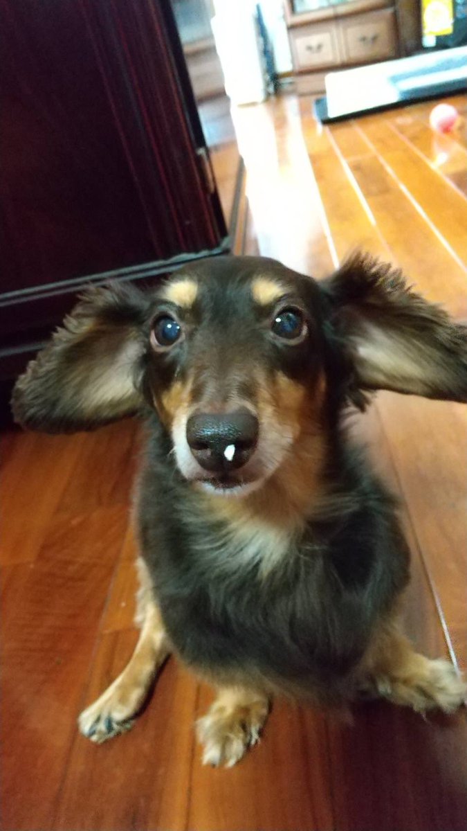 K77207531's tweet photo. 犬ってさ、、、なんでこんなに可愛いの？短い手？足？とか、謎に米つぶ付くとか可愛過ぎて爆発しそうなんだが。
夜中に今までの写真見てたら寝れなくなりました笑
早く会いたいなー！
＃愛犬 https://t.co/iWww6kdgTz