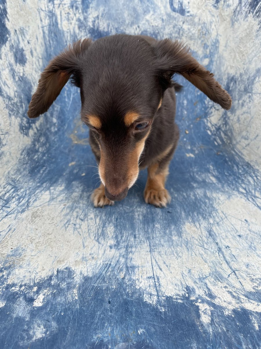 K77207531's tweet photo. 犬ってさ、、、なんでこんなに可愛いの？短い手？足？とか、謎に米つぶ付くとか可愛過ぎて爆発しそうなんだが。
夜中に今までの写真見てたら寝れなくなりました笑
早く会いたいなー！
＃愛犬 https://t.co/iWww6kdgTz