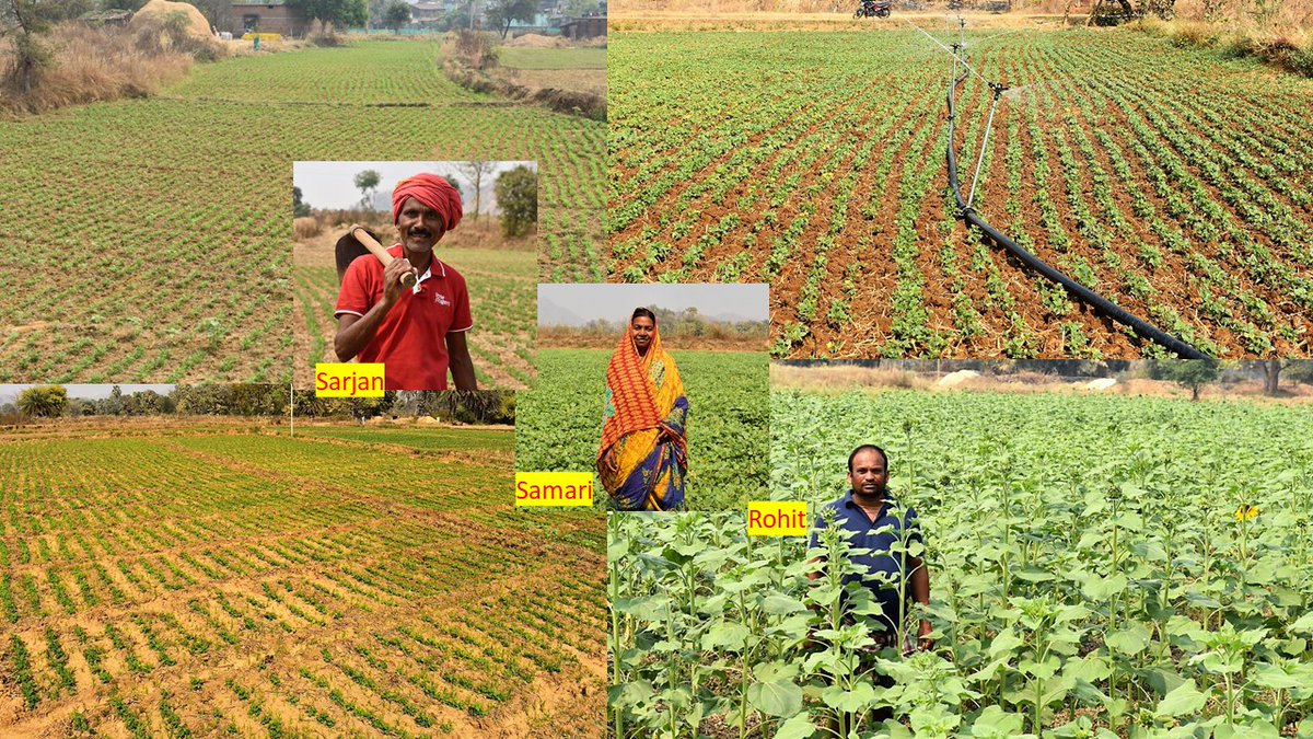 Three Tenacious Farmers Take on Rabi Season with Unique Crop Selections in Balangir

#RabiRevolution: Rice fallows to the rescue! transforming MIP area in Aglapali, Balangir with groundnut (Dharini), green gram (Virat), and sunflower (KBH44) crops.

#SustainableFarming