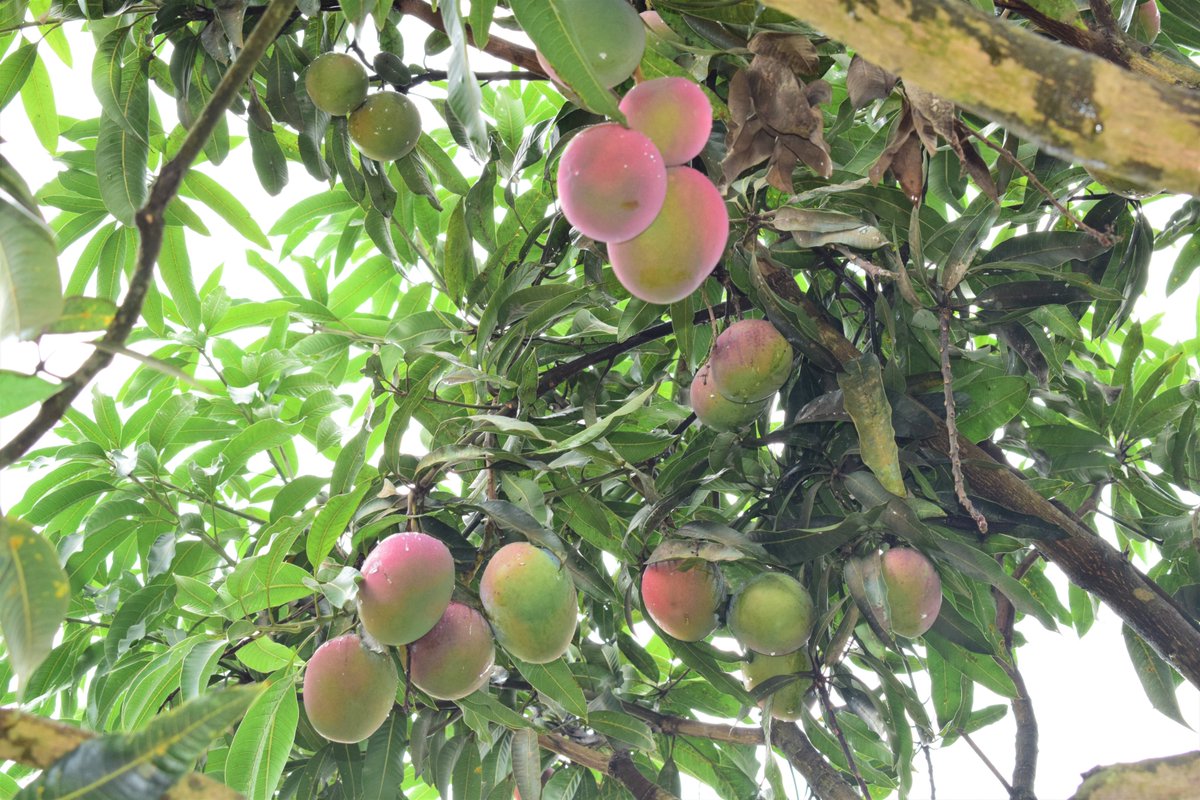 Rwanda Agriculture & Animal Resources Devpt Board on Twitter: 