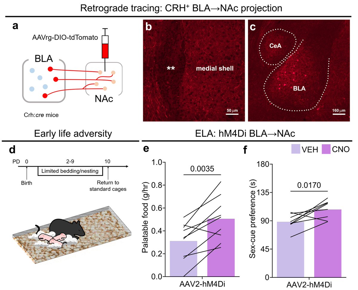 Matt Birnie (@mtbirnie) on Twitter photo In case you missed it, check out our <a href="/z_baram/">Tallie Z Baram</a> lab's latest work in <a href="/NatureComms/">Nature Communications</a> . We identified a #stress-sensitive projection from BLA-NAc, and found inhibiting it AFTER early life adversity rescued reward behavior! Find the <a href="/NIMHgov/">National Institute of Mental Health (NIMH)</a> funded study here: nature.com/articles/s4146… In case you missed it, check out our <a href="/z_baram/">Tallie Z Baram</a> lab's latest work in <a href="/NatureComms/">Nature Communications</a> . We identified a #stress-sensitive projection from BLA-NAc, and found inhibiting it AFTER early life adversity rescued reward behavior! Find the <a href="/NIMHgov/">National Institute of Mental Health (NIMH)</a> funded study here: nature.com/articles/s4146…