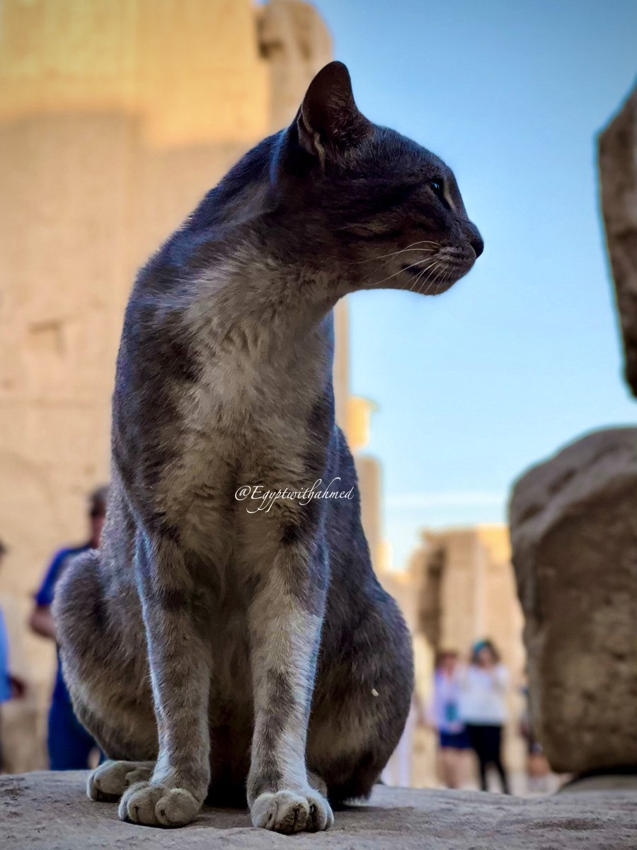 EgyptWithAhmed's tweet photo. Bastet in Karnak Temple! 

 📸 me https://t.co/HUEfnVWJo4