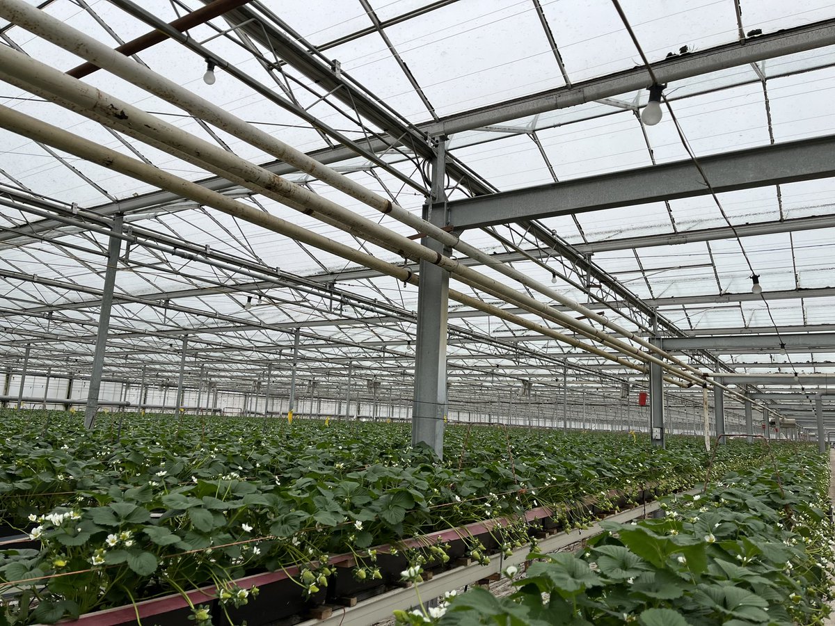 Agronomysilvers's tweet photo. When itβs snowing π¨οΈ outside thereβs always indoor crops to walk π@AgriiUK @Koppert #cropwalkingsnowday #glasshousecropwalking #grandjob #snowday #chemicaldelivery #4x4helpsthejob @ToyotaUK https://t.co/l8l6i8U6l9