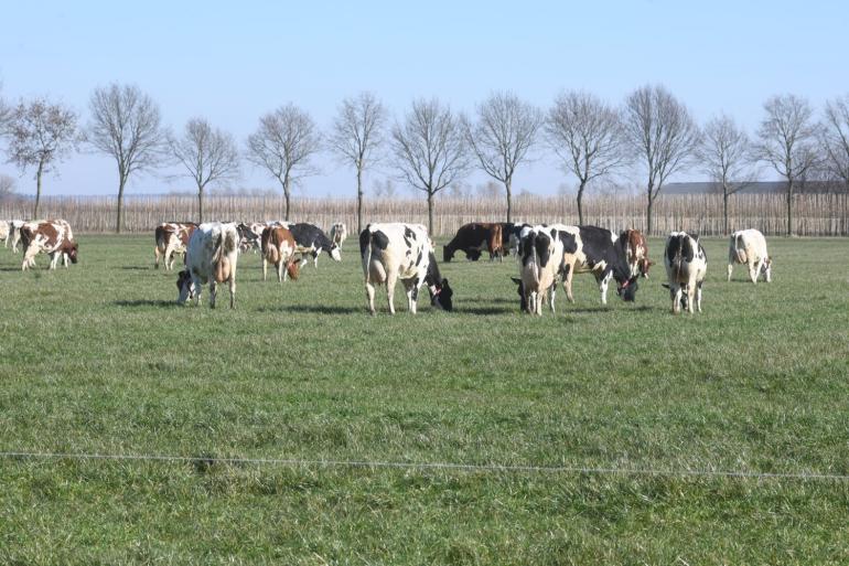 Hij is terug: #DeWeideman ! Zijn eerste Tip van grasseizoen 2023 is een feit en gaat over, hoe kan het ook anders, vroeg starten met weiden.

bit.ly/3JsVuXZ