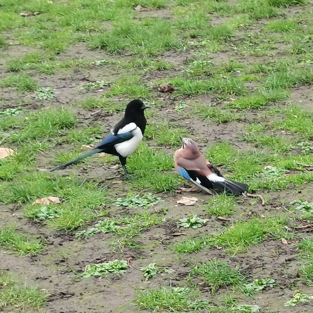 We have been talking about a bird walk since 2019, when I was a master's student on <a href="/AeliRoberts/">Aeli Roberts</a> ’s sustainability module. Thanks to Aeli we finally did it this Tuesday as part of the Bartlett wellbeing week and had a wonderful time. The new bird map looks amazing🐦🦉🐣!