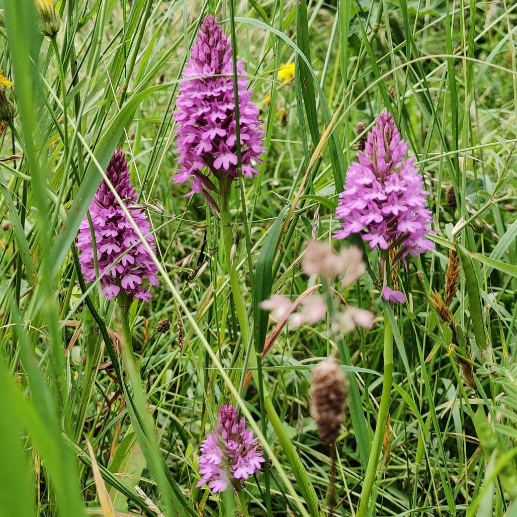 My favourite #WildFlower ooo that's really tricky! I think it's got to be the humble yet essential Dandelion. Such an important food source for invertebrates. For me, the flowers that bring *most* joy and hope are orchids, popping up in places they haven't been seen before 💚