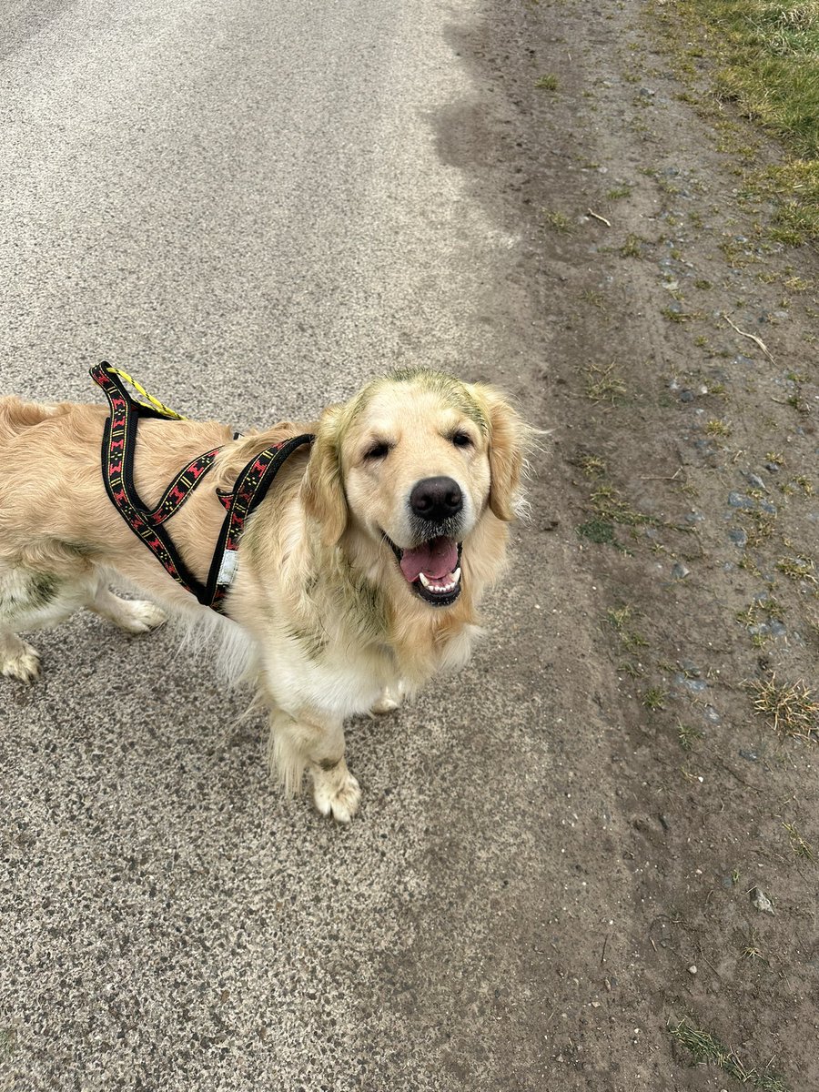 jonasardon_'s tweet photo. The new color of Golden : Green and yellow 🐕 #goldenretriever #dog https://t.co/LPJnWImzSX