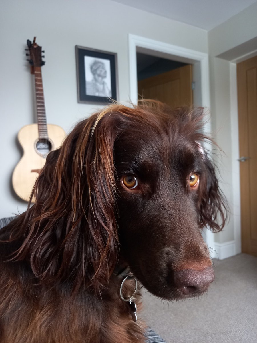 A Sprocker's Life For Me tweet media