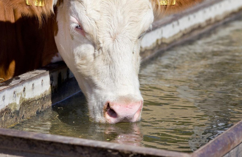 TbagriLtd's tweet image. From #heatstress to #rumenhealth our team of experts are working with farmers across the UK on nutritional technologies to overcome challenges to support cattle health and producer profitability. Need to speak to us? Just call our professional advisers on 01300 345711 #dairyfarm