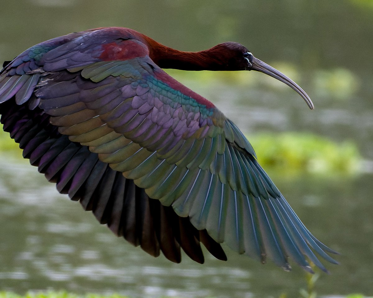 Here is some more colours for you to enjoy #ColourfulBirds #glossyibis #birdphotography #birdwatching #BirdsOfTwitter