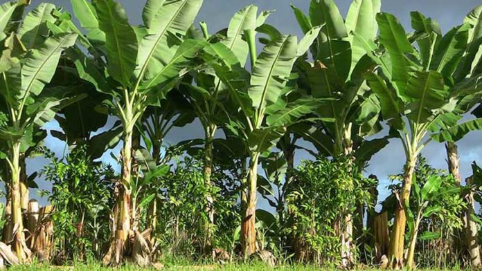 Fumplaven: disminuye en un 50% la producción de plátanos por cambios climáticos elaragueno.com.ve/fumplaven-dism…