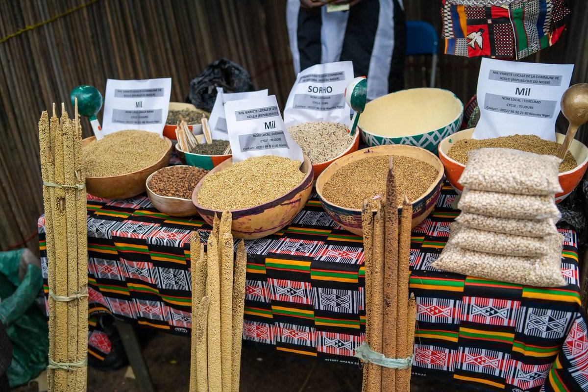 The West African Committee for Farmers' Seeds ( COASP) has today kicked off a fair in Benin to strengthen the West African dynamic for the promotion of FSS and the stopping of GMOs in food systems . 
#SeedSovereignty #SeedIsPower