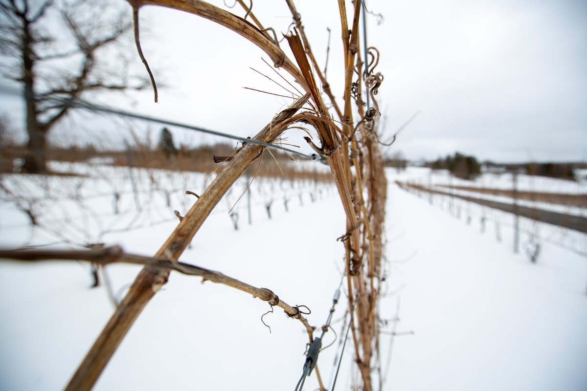 nsgov's tweet photo. Grape and other fruit growers whose crops were affected by the extreme cold weather in February will soon receive additional support to help them recover https://t.co/FDowIhoqon https://t.co/6DU6Z7uRwk