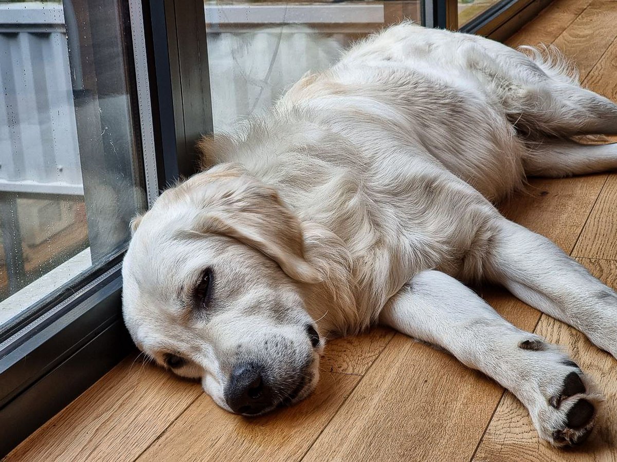 Agri_Normandie's tweet image. Pendant ce temps, Twix, à la fois équipier &amp;amp; Happiness Manager, adopte une méthode de travail un peu moins conventionnelle.. Évidemment basée sur la méditation 🧘‍♀️