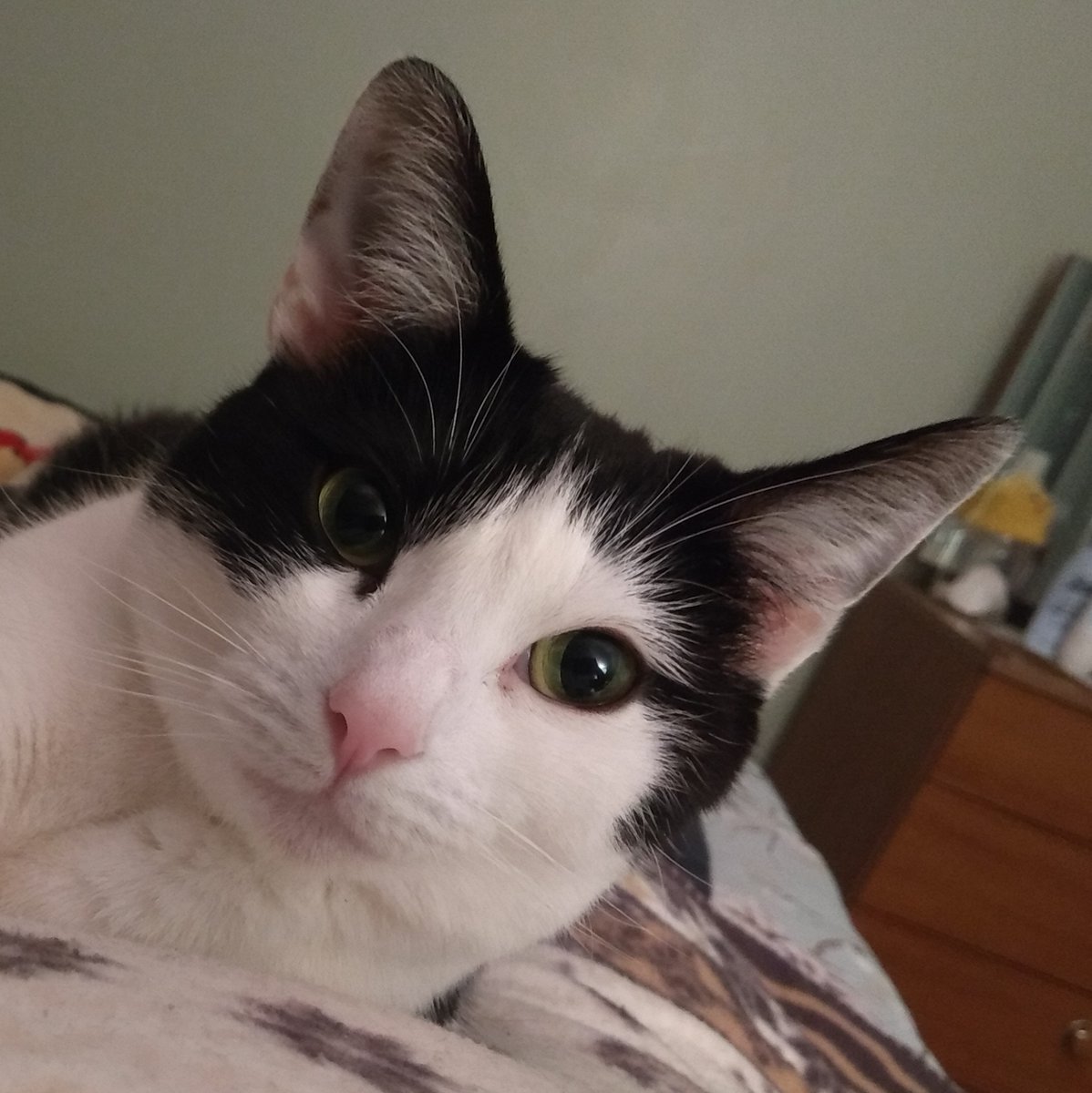 Oreo 🇬🇧 💕🐾 tweet media