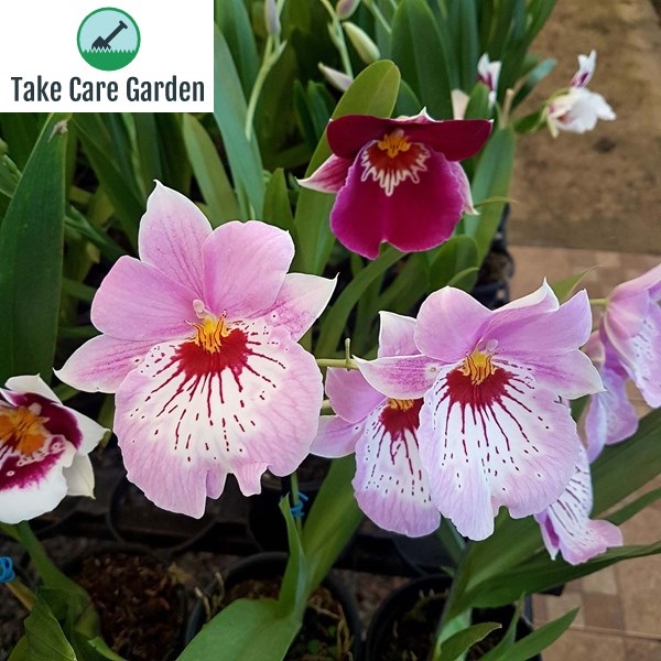 Take Care Garden on Twitter "Cultivo da Orquídea Miltoniopsis (Orquídea AmorPerfeito) https