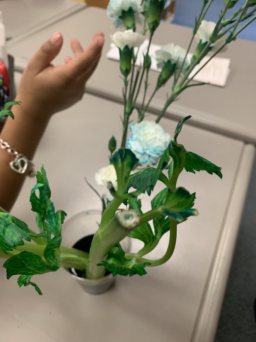 Monica Hurtado tweet media