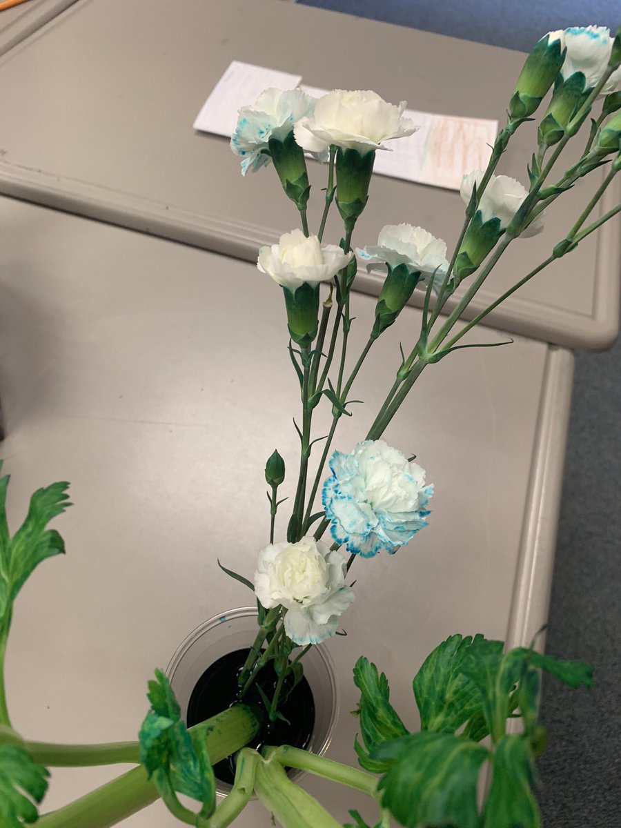 Monica Hurtado tweet media