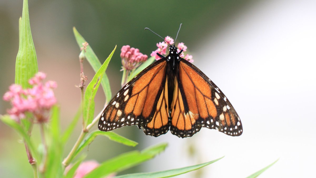 Blue Thumb tweet media