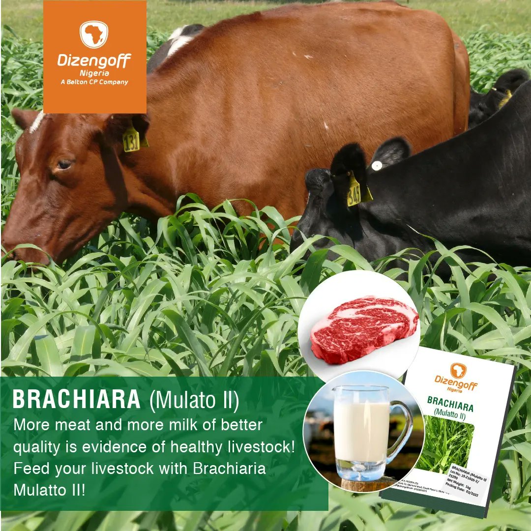 DizengoffNIG's tweet photo. Brachiaria Mulato II has an abundant foliar production and Semi-prostrate growth habit.
It has a very good tolerance to drought; therefore, it will do well in the dry season.
#dizengoffagric #dizengoffnig #agribusiness #foddercrop https://t.co/FaX5fIvYwb