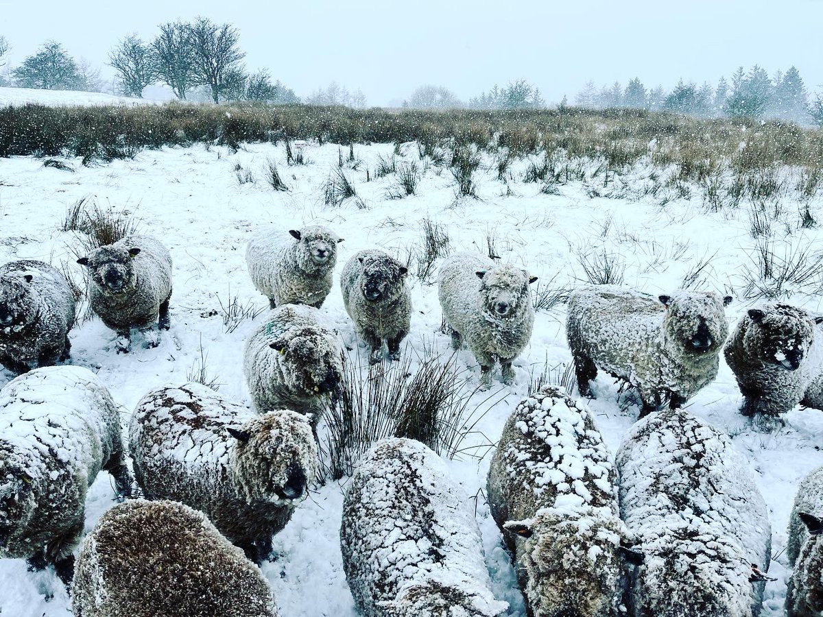 bernardsfarmuk's tweet photo. ππβοΈ βοΈ Snow Day βοΈ βοΈ π π
All 2 & 4 legged foddered up & warm in winter woollies. π§£π§¦π π
#SnowDay #SnowySheep #SlowCooker #StaffordshireMoorlands #PeakDistrict #BorderCollie #ColliePup #NativeSheep #UplandFarming #HillFarm #HerefordCattle #Heifers #CowShed https://t.co/T9F92rNRMO