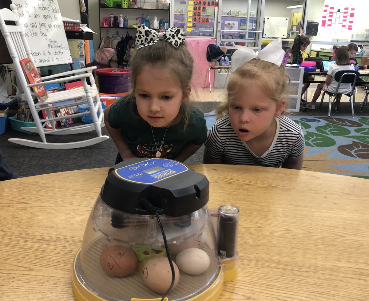 MrsHengesbach's tweet photo. @CitrusSchools @LecantoPrimary We are so excited that our chicks hatched! #celebratelps https://t.co/7SjFhvThFb