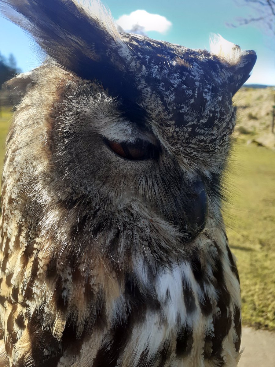 Kintailbop's tweet photo. Why not have a wee dose in the sunshine Chip.  #argyllfalconry #lochawefalconry #falconrylochawe #europeaneagleowl #owlsofinstagram #lochaweside #eredinevillage #thingstodooban #thingstodoargyll https://t.co/eNlvX2MOg7