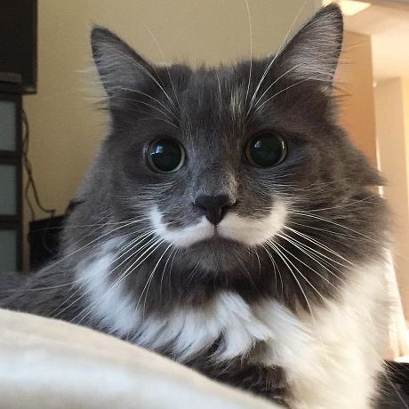 my cat has a mustache