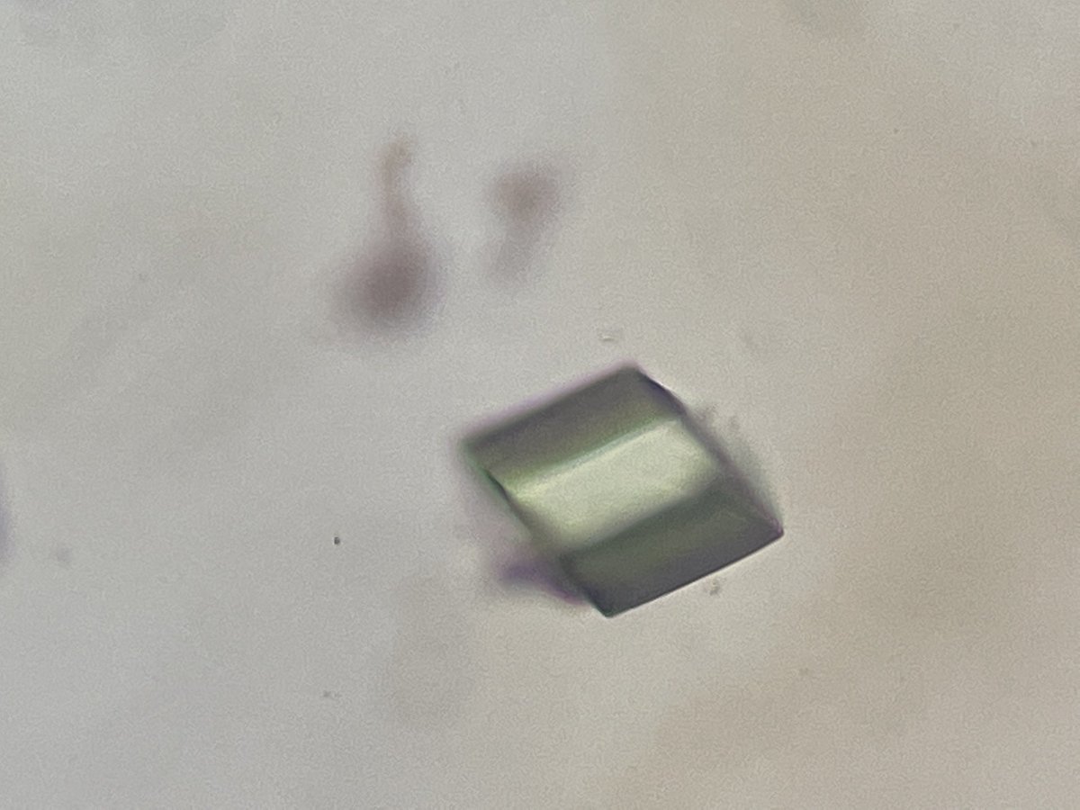 Cristales de ácido úrico 
@HospitalJuarezM 
#urinarysediment 
#urinemicroscopy