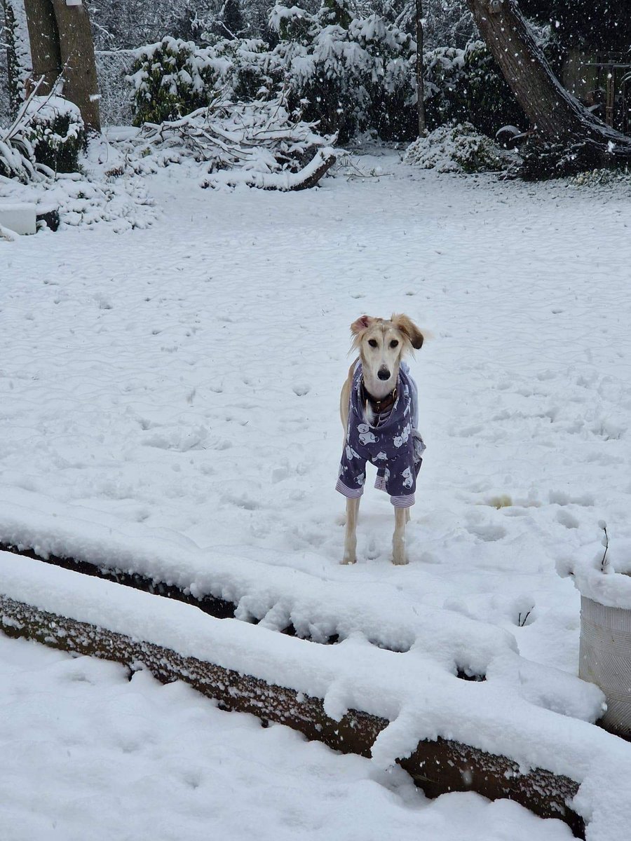 EGLR1's tweet photo. #eila #Pixie  out in the #snow 
We are still looking #ForeverHome 
#adpotme 
#mhhsd 
Please call Pip linda  
https://t.co/LCpy3fA4fX https://t.co/yrKy9cCqtB