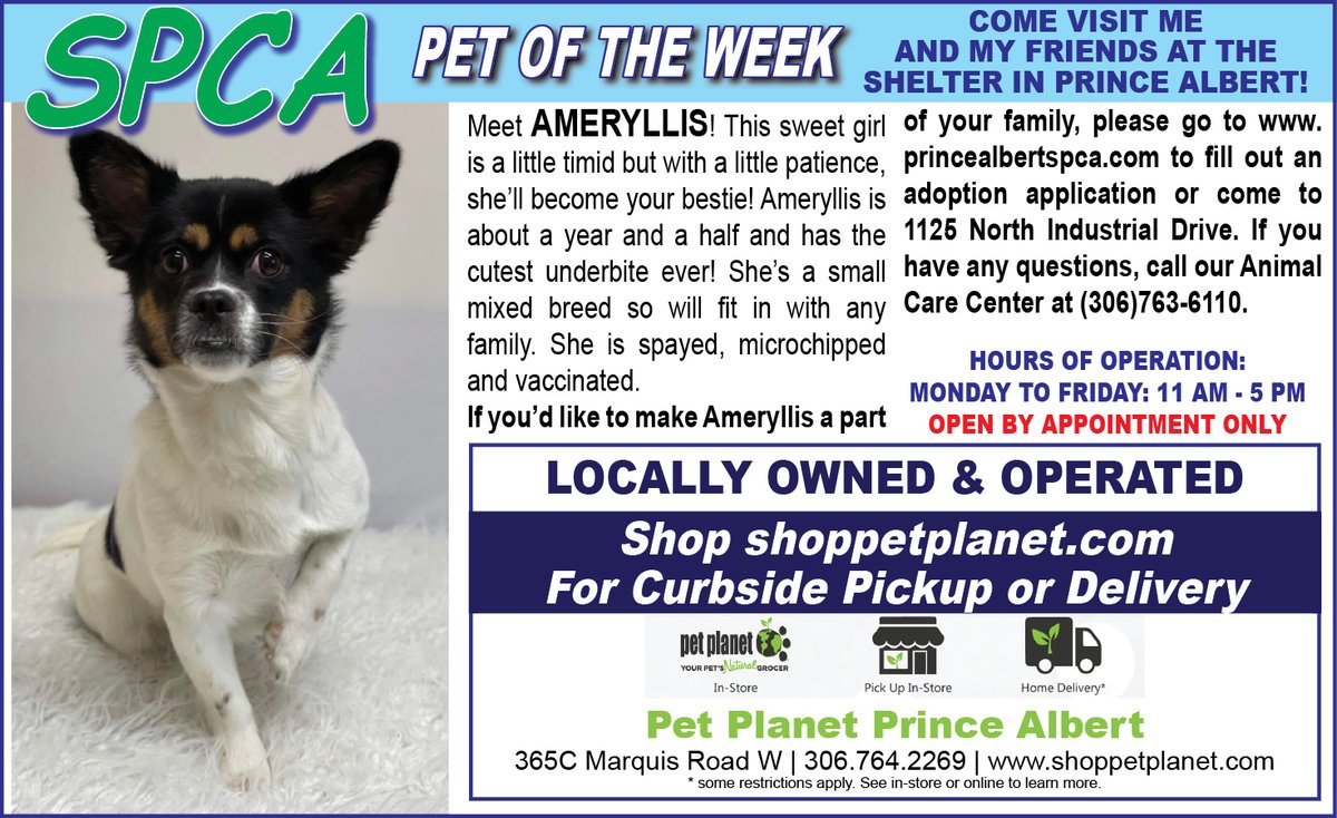 PAShopper's tweet image. SPCA - Pet of the Week
princealbertshopper.com/spca
#SPCA #PetoftheWeek #princealbertshopper