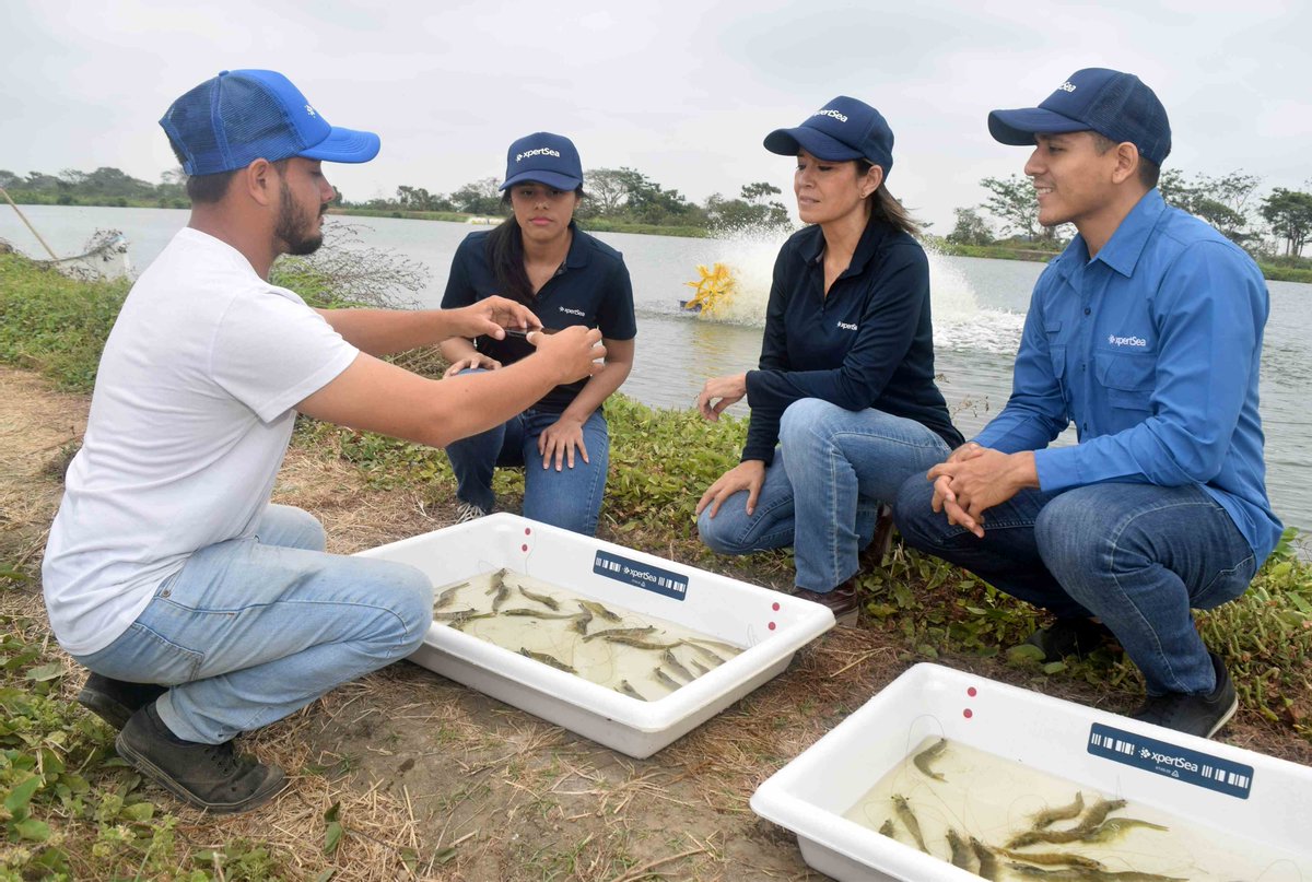 xpertsea's tweet photo. The future of sustainable shrimp is here! xpertSea Responsible Shrimp  makes it easy for buyers to meet evolving market conditions, achieve sustainability goals, and accelerate the uptake of responsible practices throughout the industry. See https://t.co/9dwLjjjtKc for details. https://t.co/uj0tsDeHr9