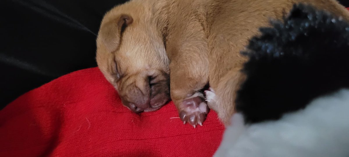 PingePoliana's tweet photo. Virei tia poli 🥰 https://t.co/Fmjp3L3C4i
