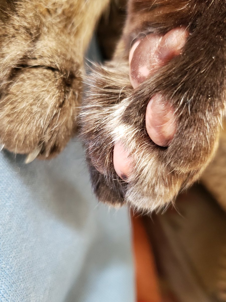 CassieJFox's tweet image. Pawz For The Clawz, No Pawdicure here today.&quot; says 17 year old Gizzabella. #ToeBeans #SuperSeniorCatsClub #PawPads #PawsIn #TabbyCats #Slippers #TheSouthernBelleFelines #Purrents