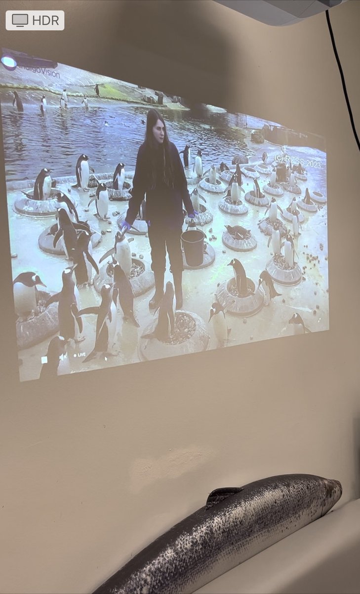 neely_r's tweet photo. In The @echcharity Hub today the @rzss Penguin Cam is entertaining everyone. I’ve just been hearing about Margaret Hatcher and the infidelities of Mr Christmas 🐧 #NormalDayAtWork https://t.co/MNzsmHott0