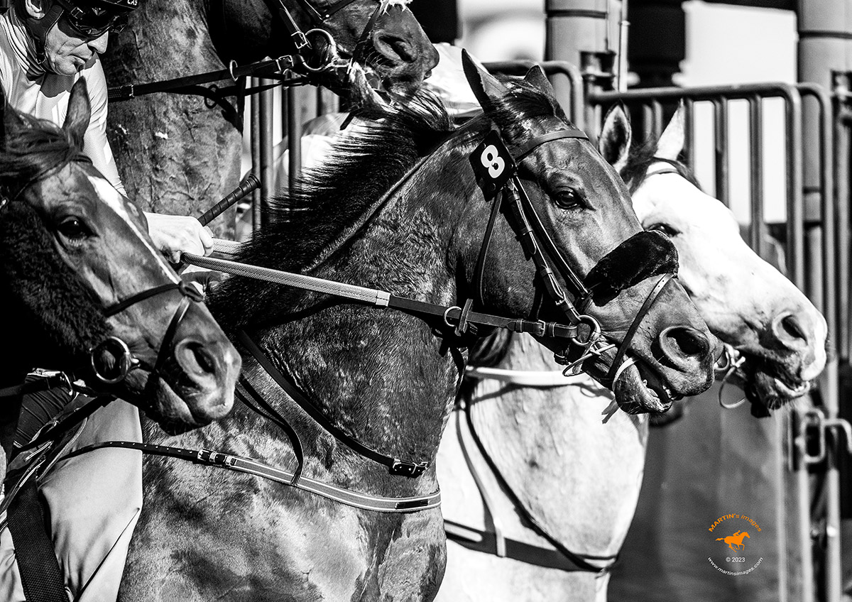 RAKEEZ 🇬🇧 with jockey Adrie De Vries breaks from gate in G2 Dubai City of Gold @RacingDubai 🇦🇪🏇 #HorseRacing #DWCCarnival #sportsphotography #monochrome #Nikon @ZRacingstables