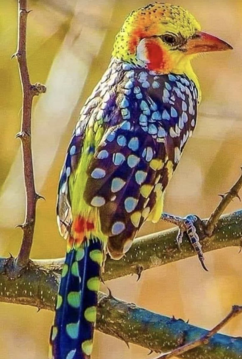 Hermoso!!