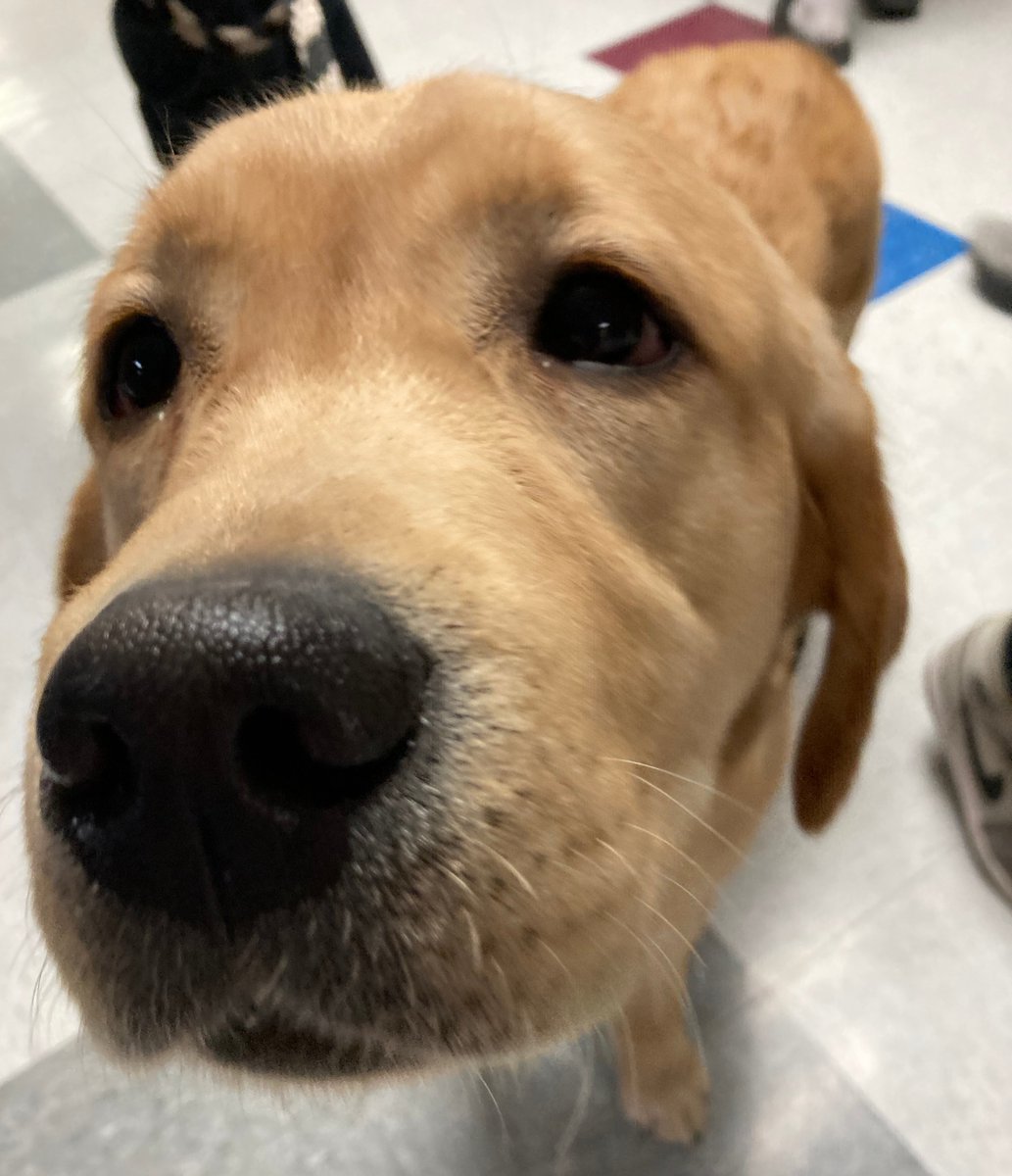Less than a month until this adorable face is at MMS every day! We started an Amazon wish list where items can be purchased or contributions can be made to his pet fund. Thank you for helping us welcome him! amazon.com/registries/gl/…