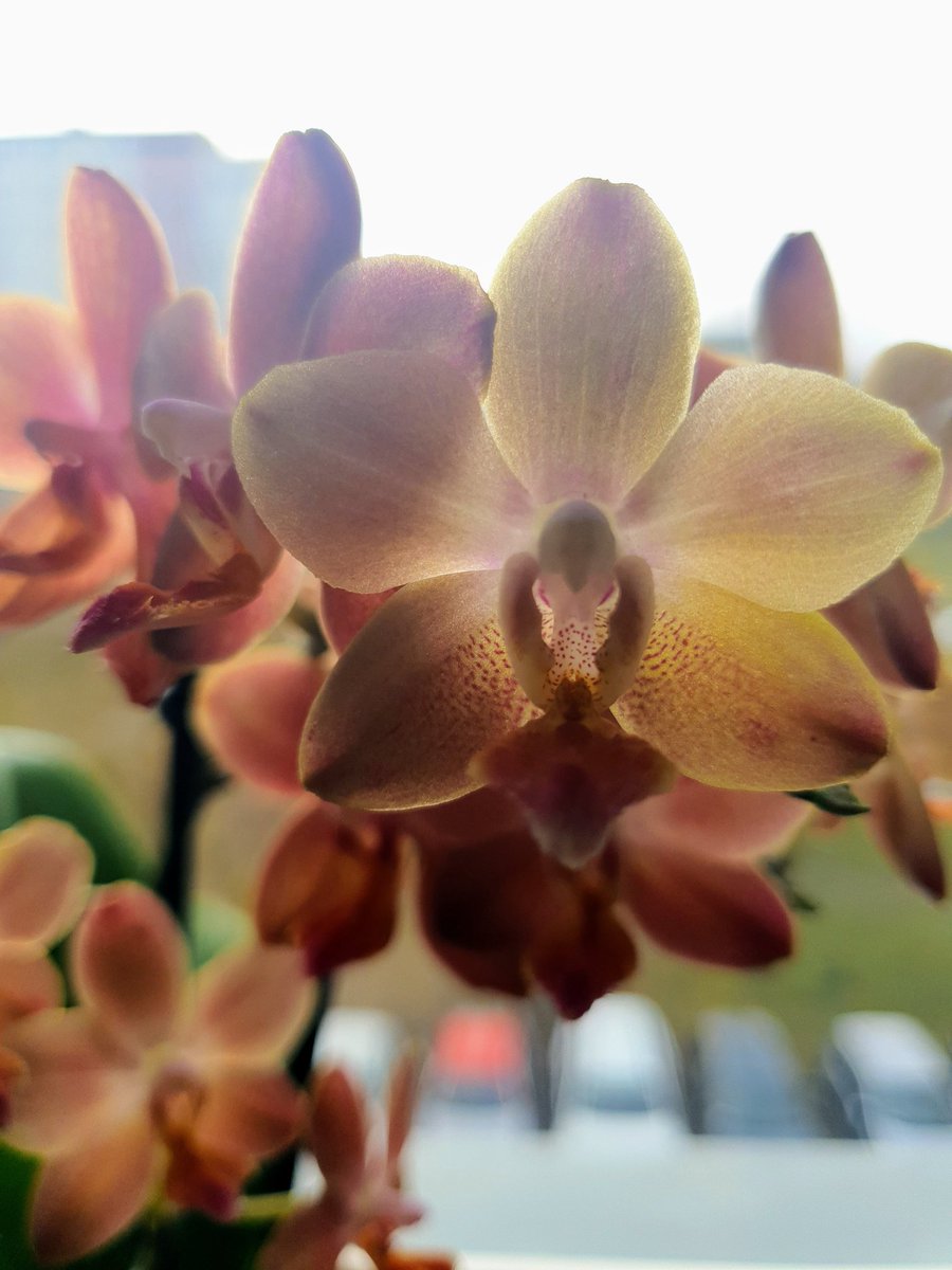 JacakKamila's tweet photo. #photooftheday #photo #NaturePhotography #myorchid #HELLO https://t.co/A2ckkFfqO4