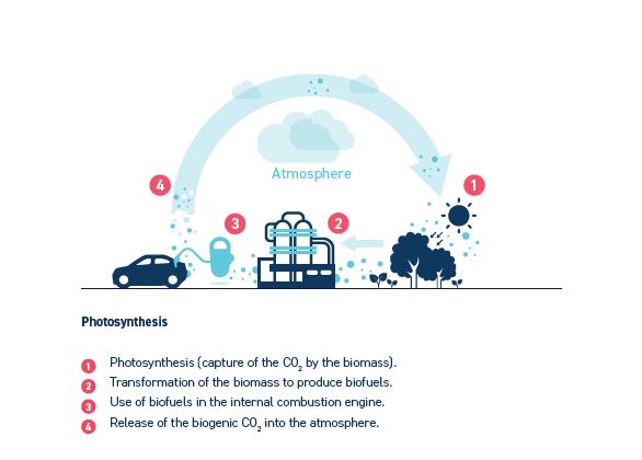 Biofuels are climate neutral! How? Due to their circular carbon cycle. Biofuels contain biogenic CO2 thanks to the photosynthesis process. When the CO2 is released during the combustion it doesn't add more CO2 into the atmosphere than there was before the combustion. See below ⬇️