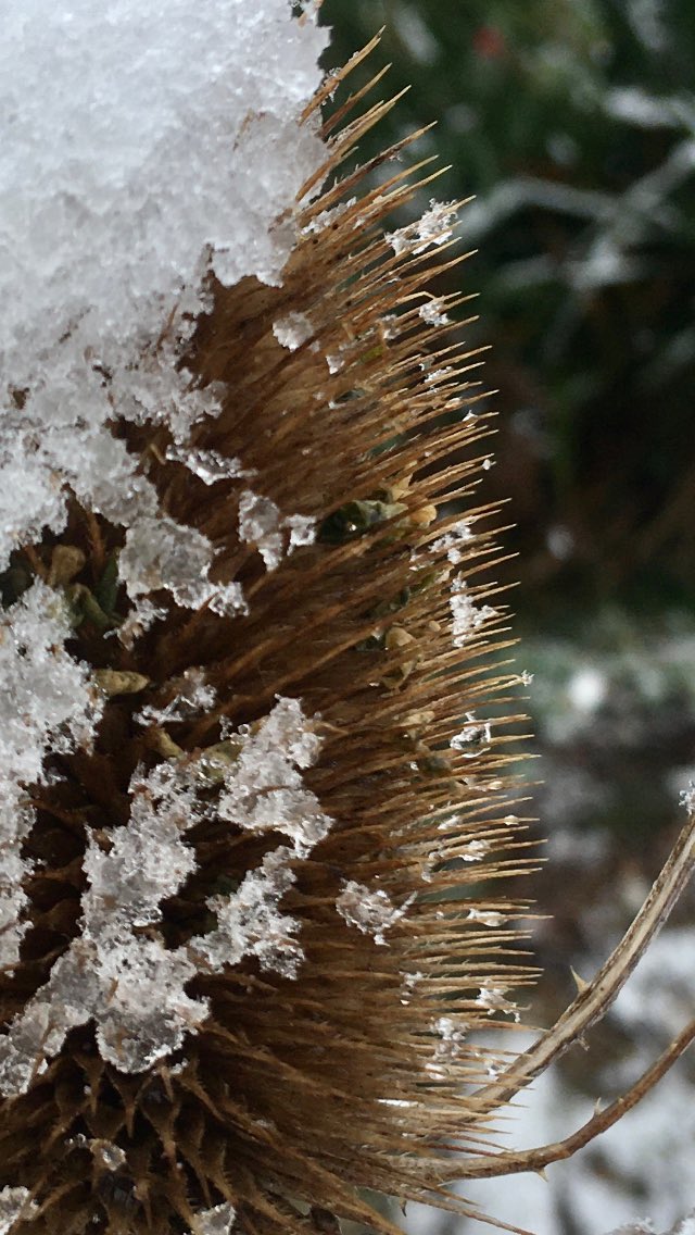 FloralRainbowAW's tweet photo. @DerbysWildlife Snowy teasels in our garden #Loscoe & #WaingrovesWoods this morning πβοΈ https://t.co/johq1W1kF0