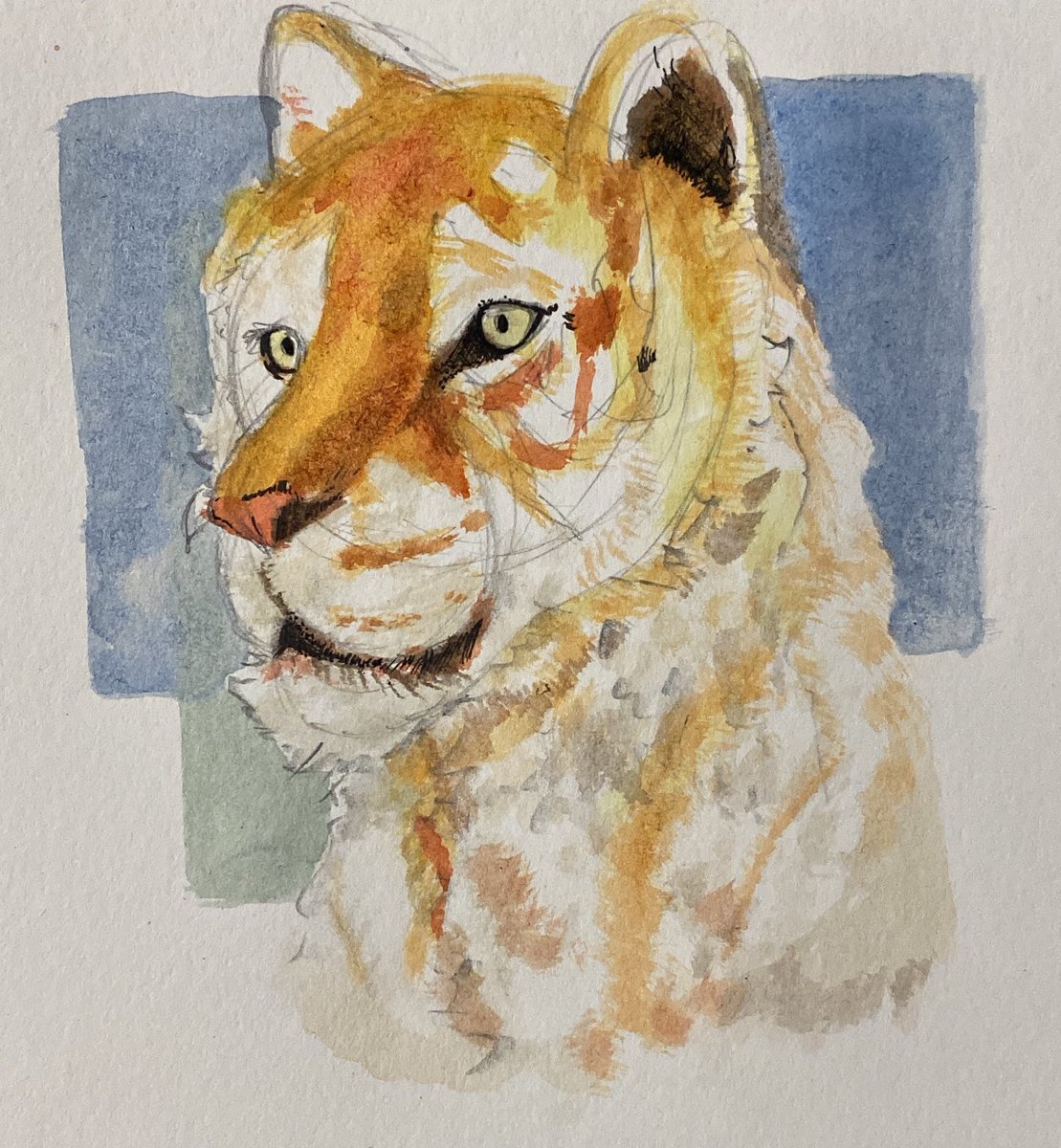 Tigers are so cute and fun to draw #art #waterpaint