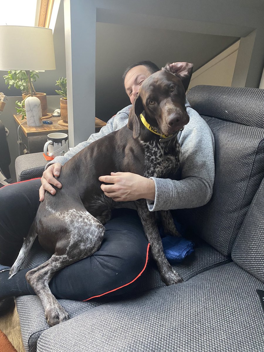 Aniabe007's tweet photo. @Crufts @Channel4 @clarebalding Cuddle time for our lovely GSP Watson 🕵️‍♂️ https://t.co/Jlnkpubowp